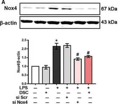 Knockdown Validated: Nox4 Antibody - BSA Free [NB110-58849]